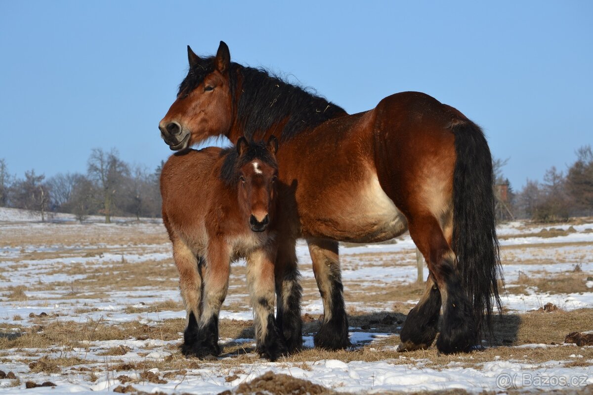 VÝPRODEJ - Belgický chladnokrevník - nar 2024,2025 - 7
