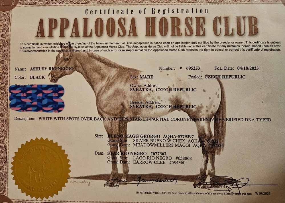 Appa x QH klisna 2,5 roku - 7