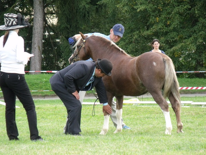 Welsh mountain pony, sekce A - 7