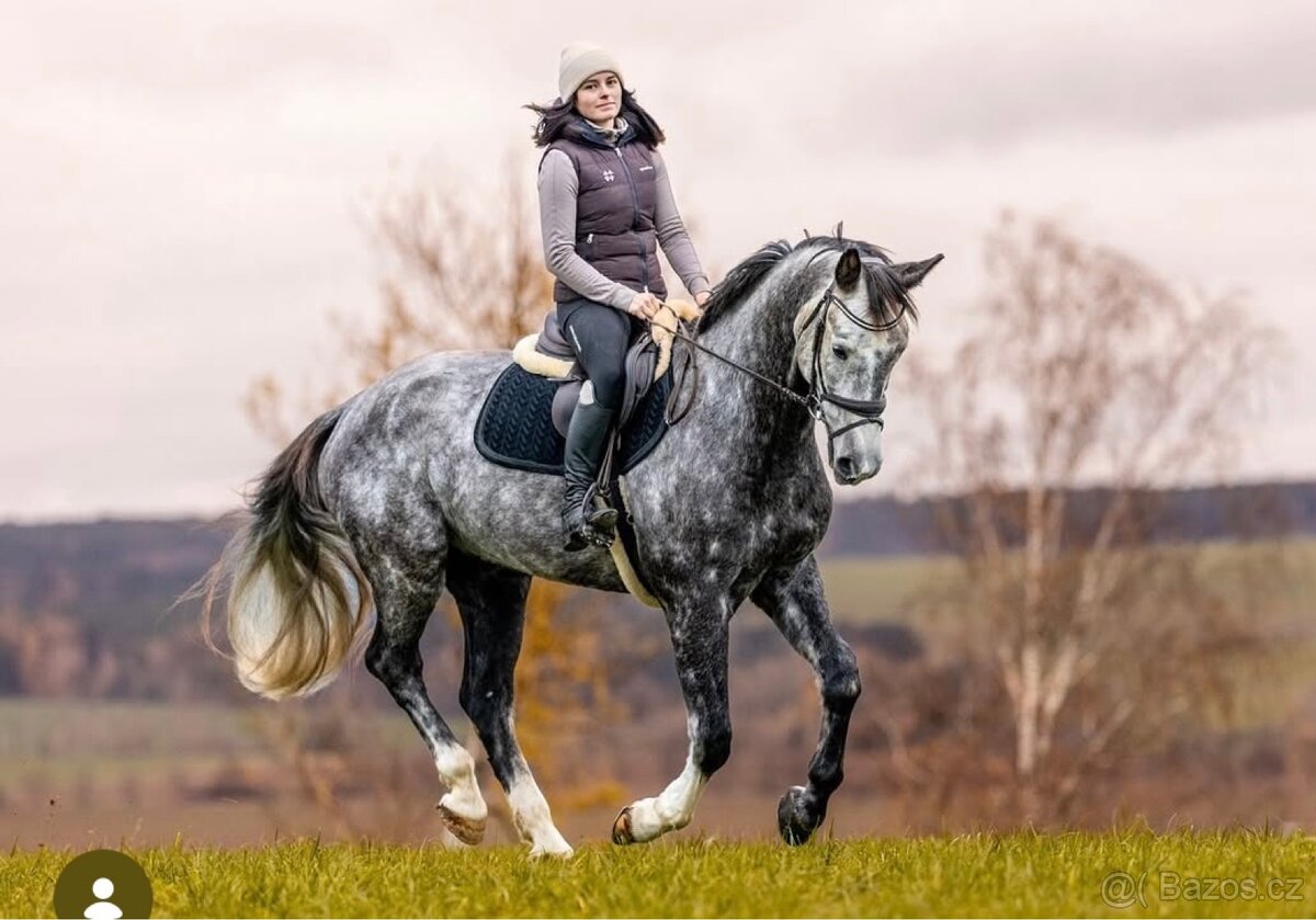 westfalsky valach - 7