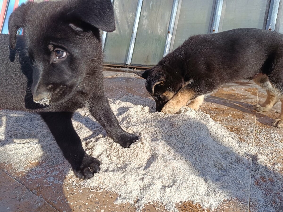 Německý ovčák - 7