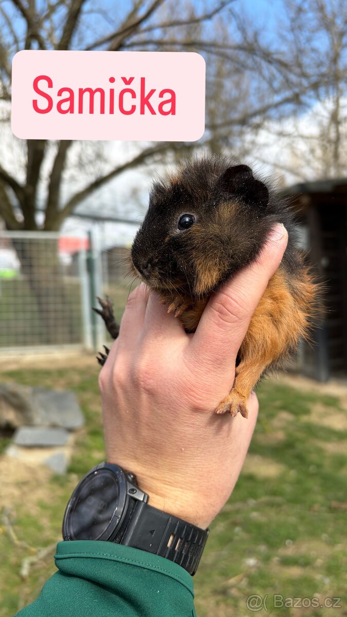 Mláďata morčatek - 7