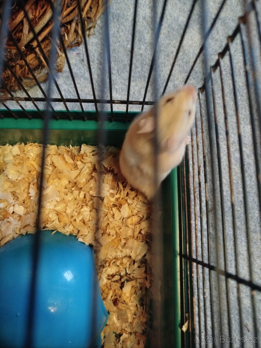 Křeček syrský - 7