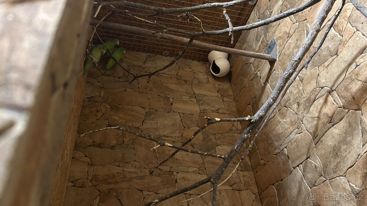 Papoušíček vrabčí a šedokřídlý. - 7