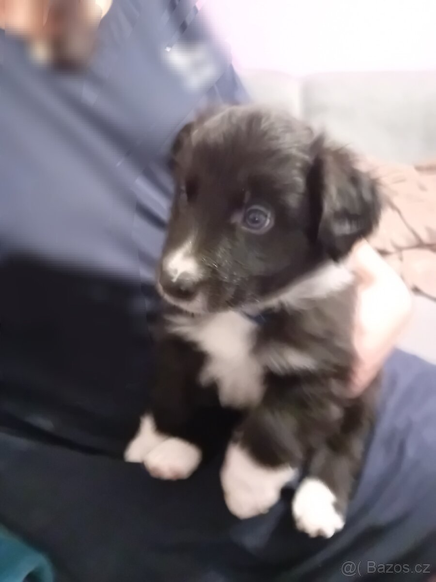 Border kolie bez PP - 7