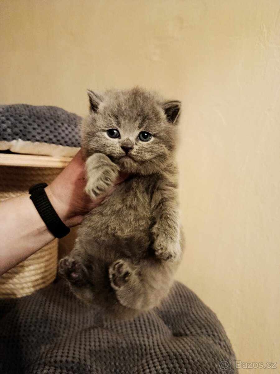 Britská krátkosrstá modrá s PP - 7