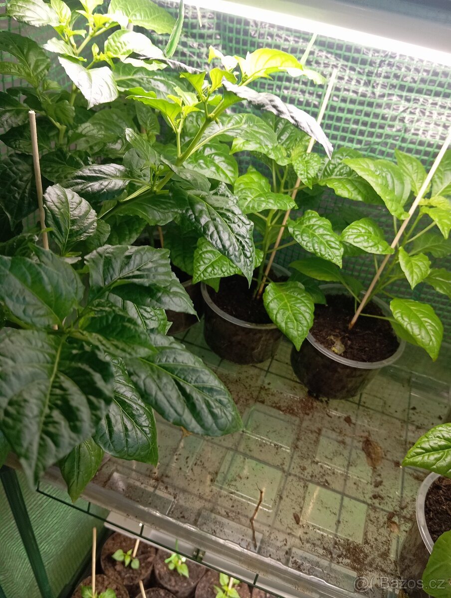 Chilli sazenice Plzeň - 7