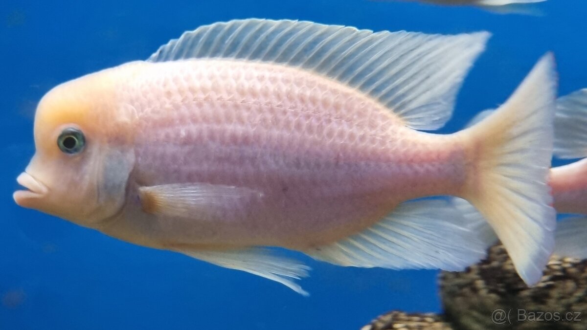 Tlamovci malawi + tanganika - 7