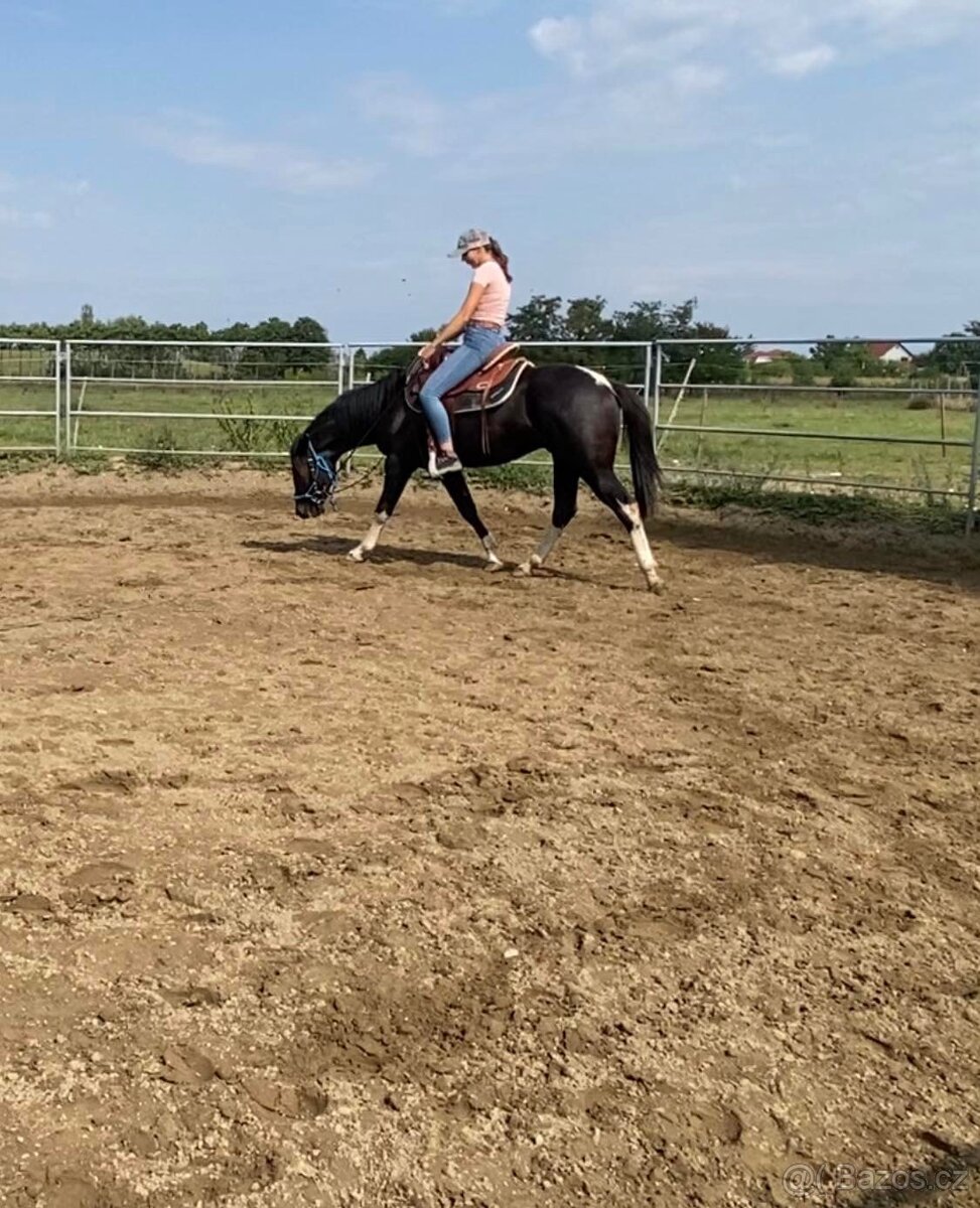 Predam krasneho valacha - 7