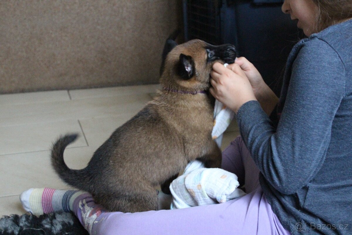 Belgický ovčák malinois s PP - 7