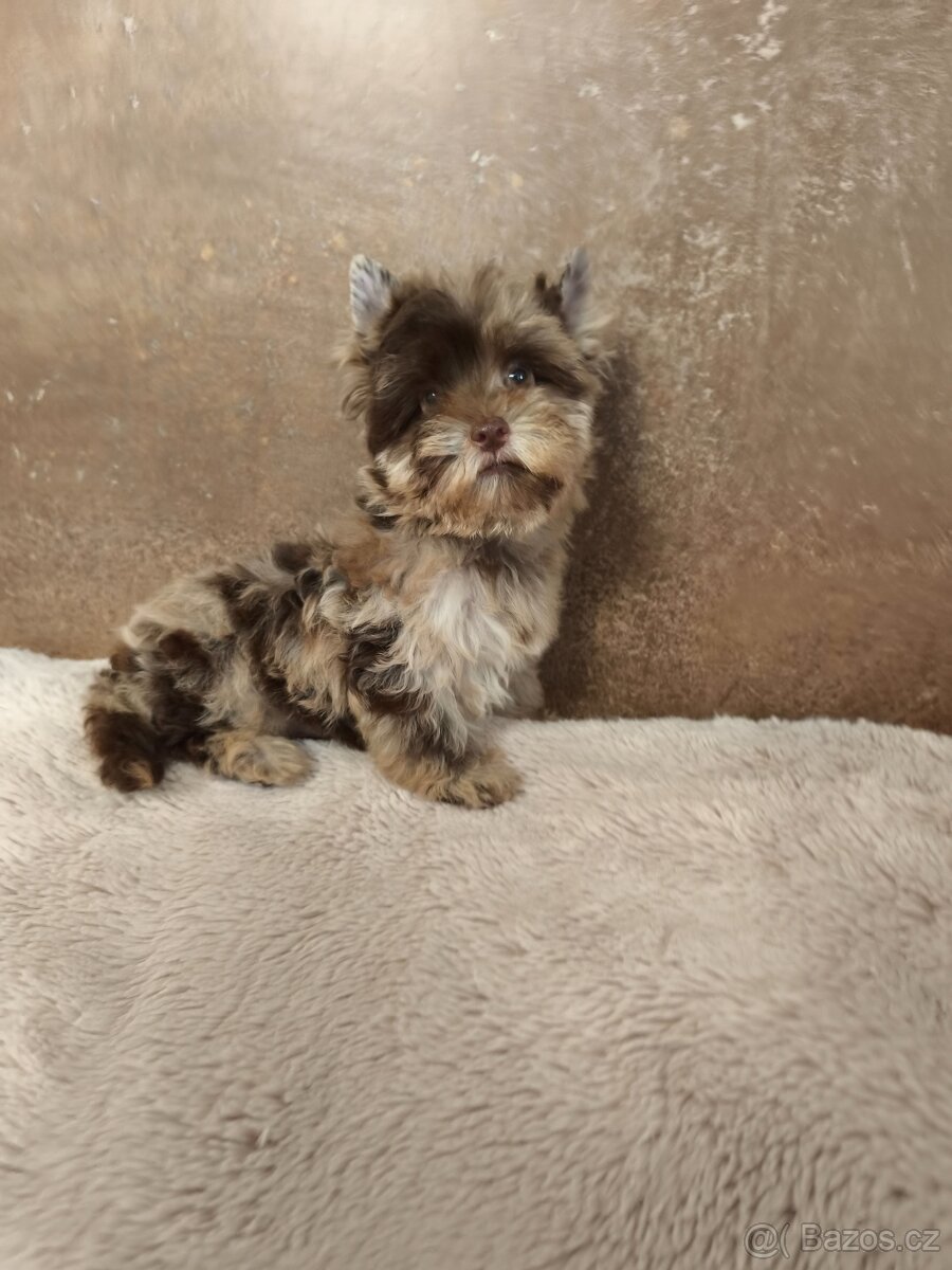 Jorkširský teriér štěňátka s pp - 7