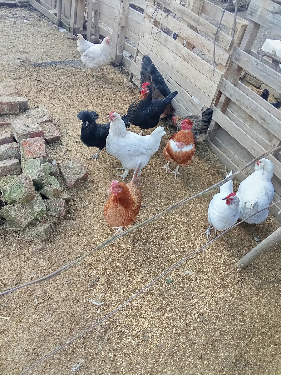 Vejce do líhně-50 kusů - 7