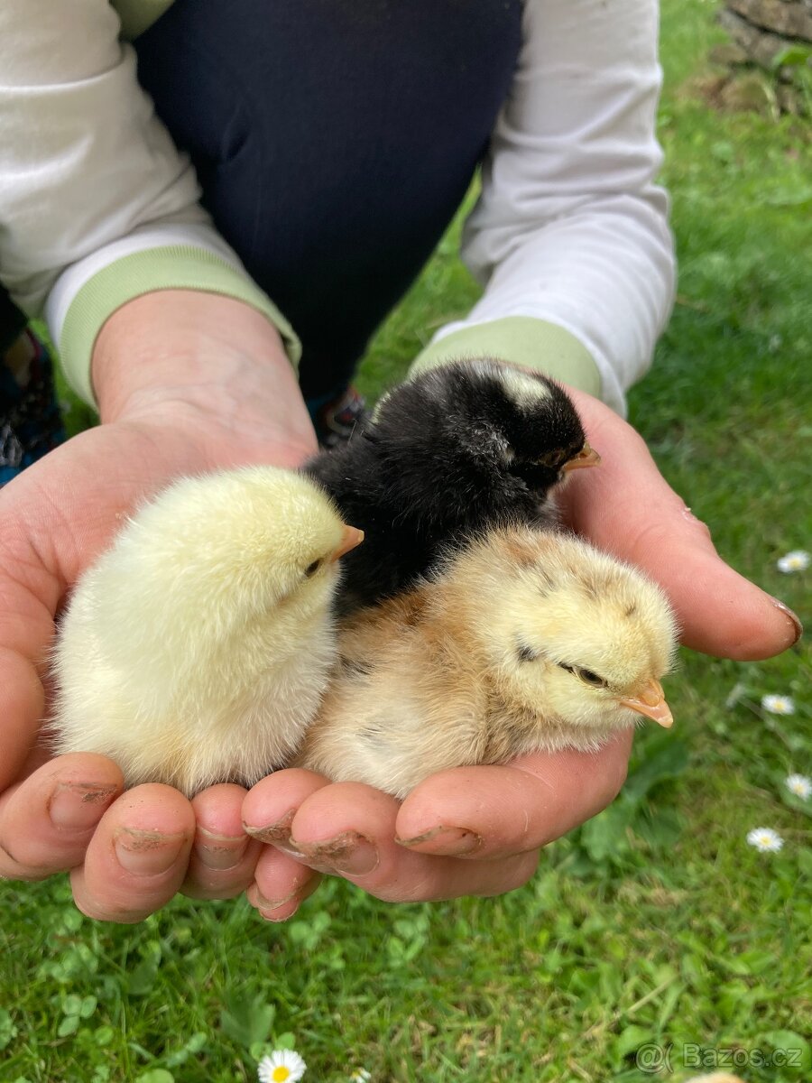 Nasadova vejce - dvorkovy mix - 7