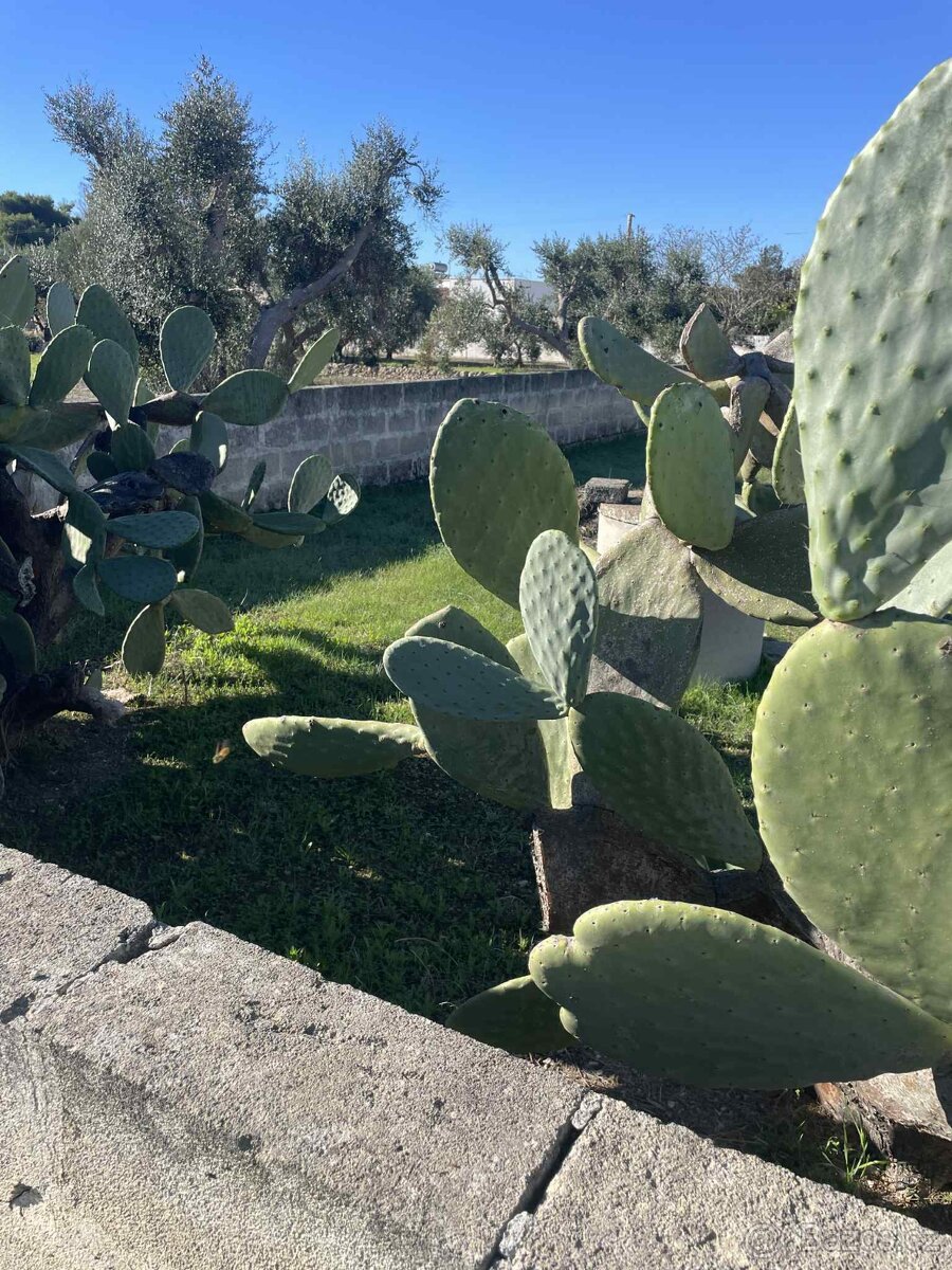 Krásný oplocený pozemek 600 m² se studnou jen 700 m od pláže - 7