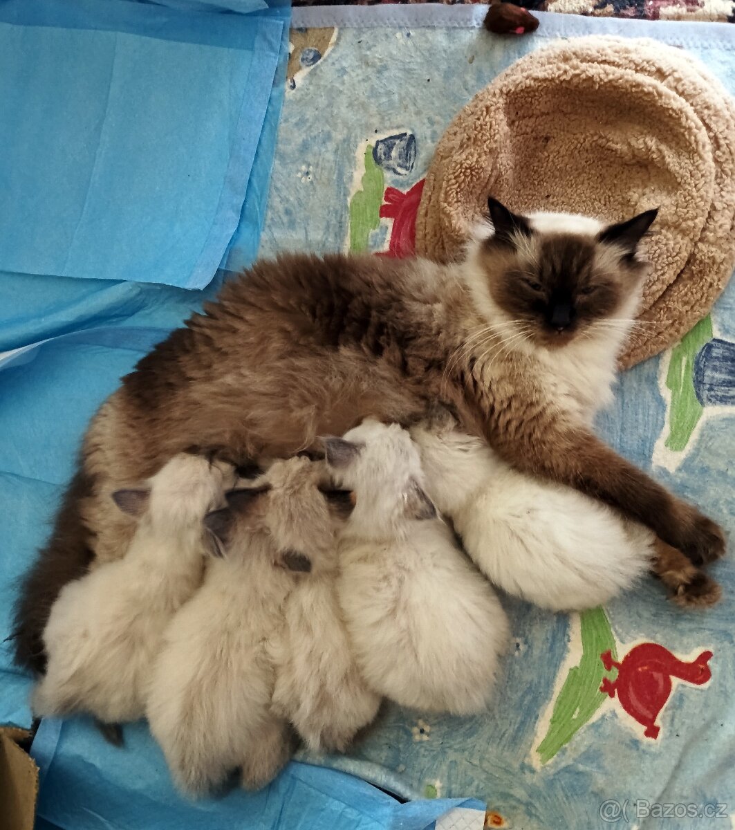 koťátka Ragdoll - 7