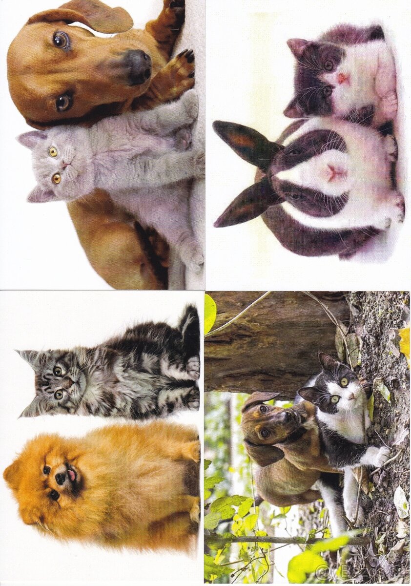 pohledy zvířat - 7