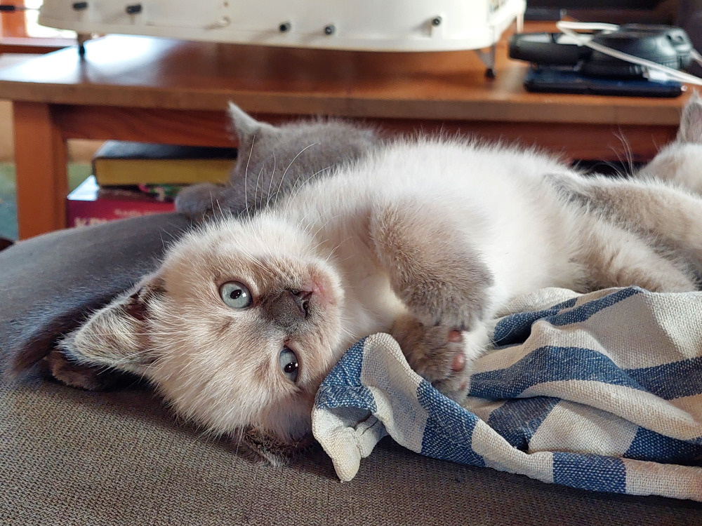 Koťátka – britská kočka – colorpoint - 7