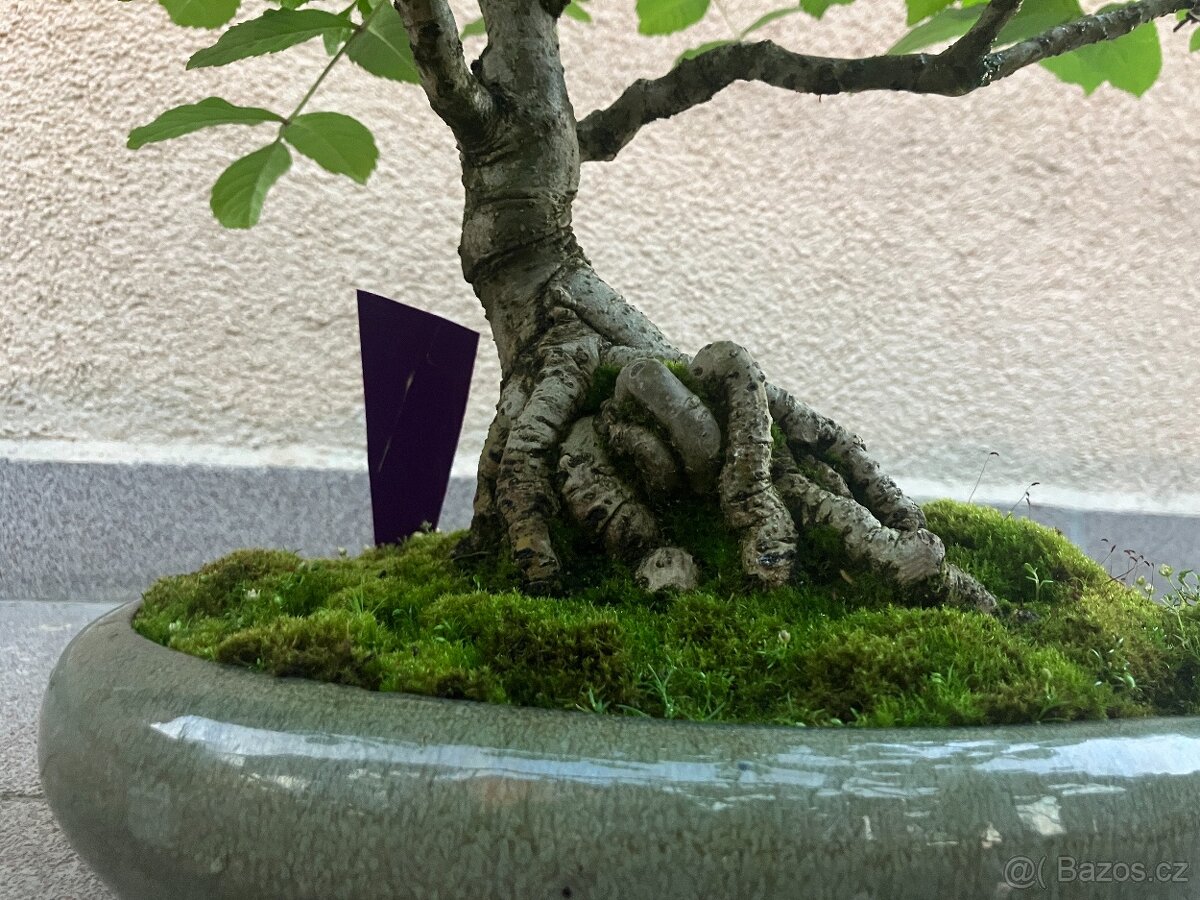 Bonsai, Bonsaj, jasan ztepilý - 7