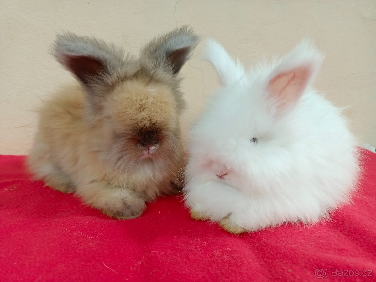Anglická angora - 7