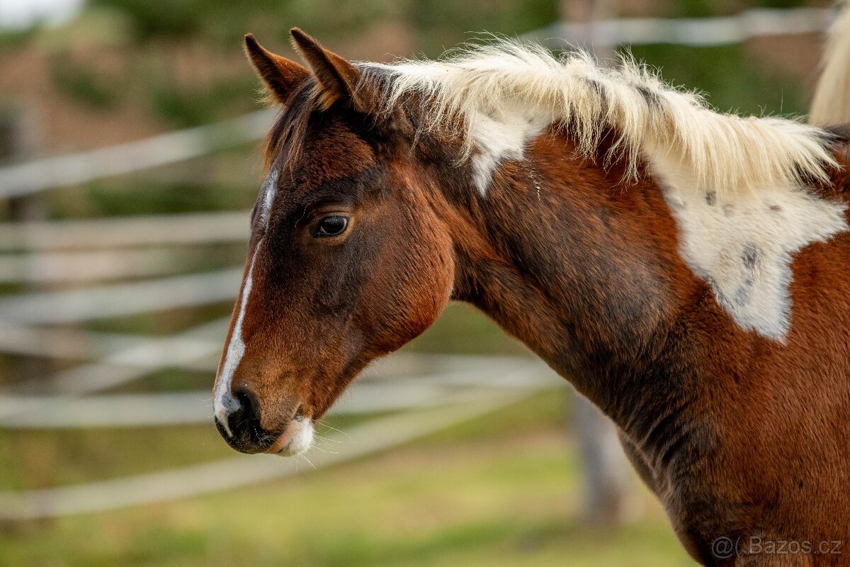 Letošní paint horse klisnička - 7