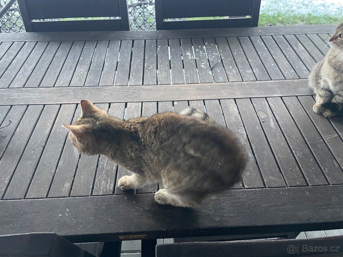 Daruji 2 kocourky - 7