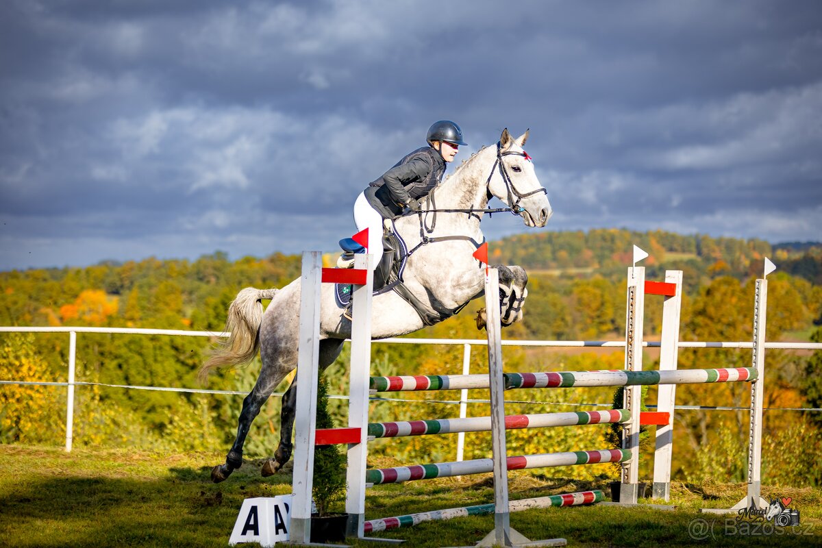 8 letá klisna do sportu - 7
