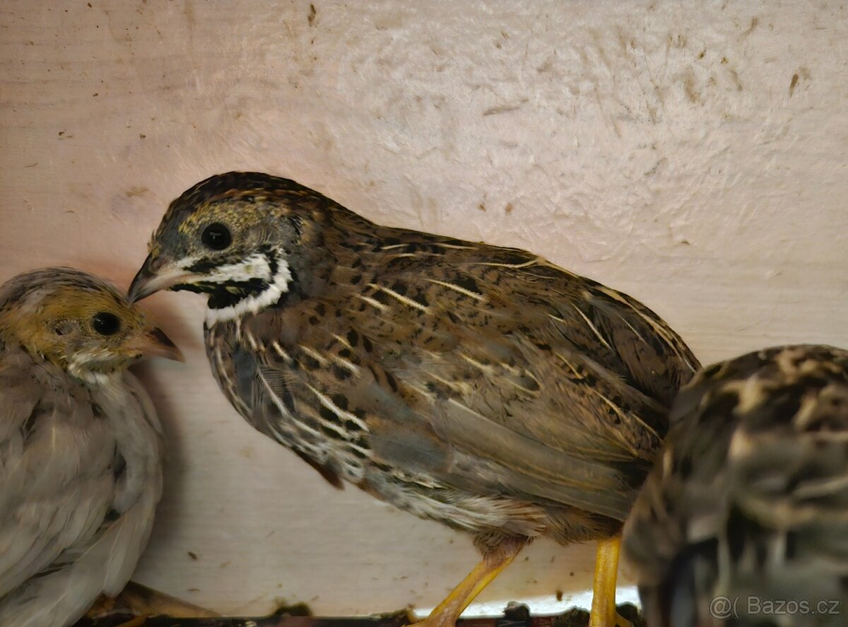 Křepelka čínská - 7