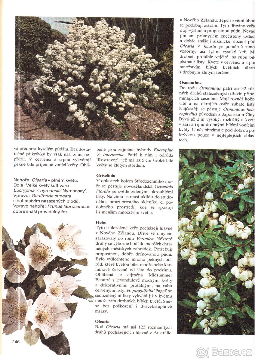 Kniha ZIMA V ZAHRADĚ - 7