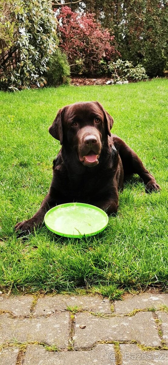 Labradorský retriever Krytí - 7