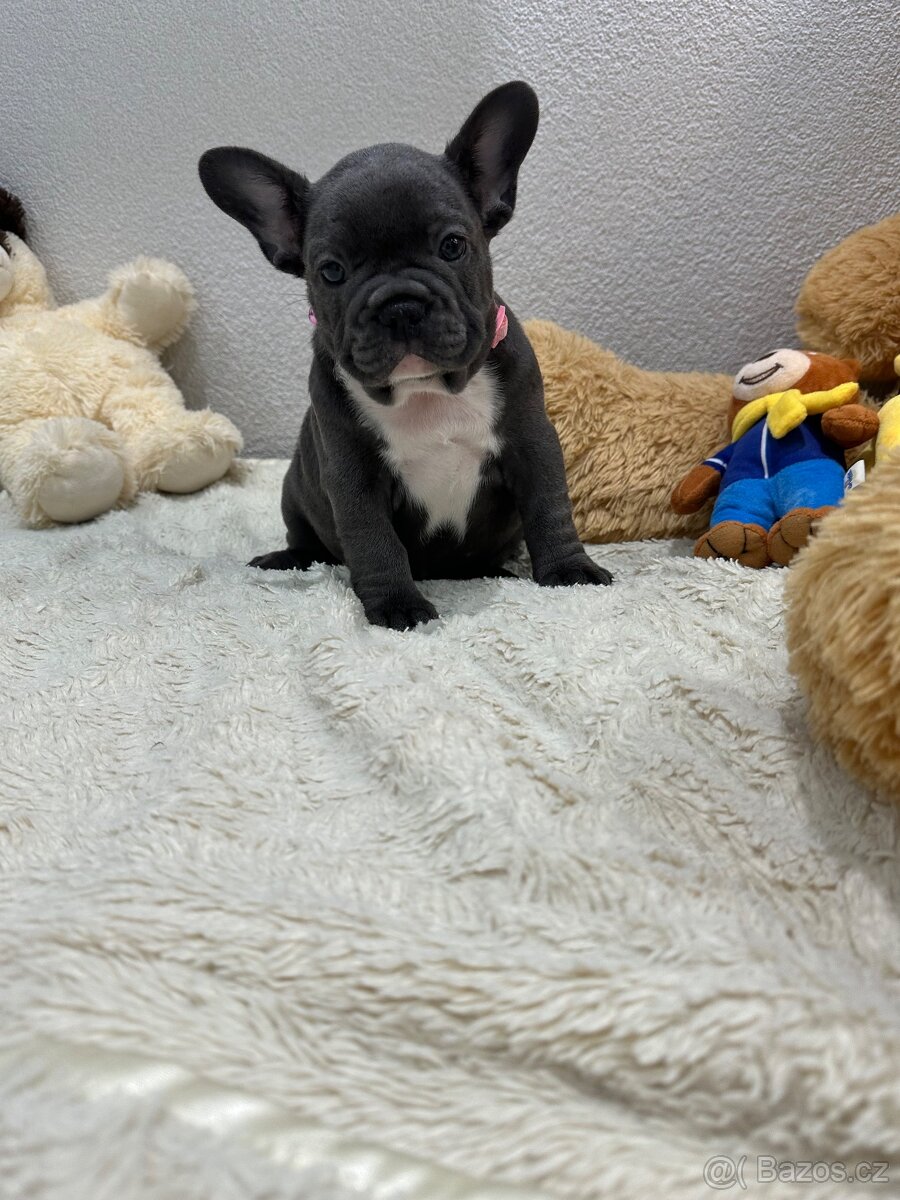 Francouzský buldoček modry - 7