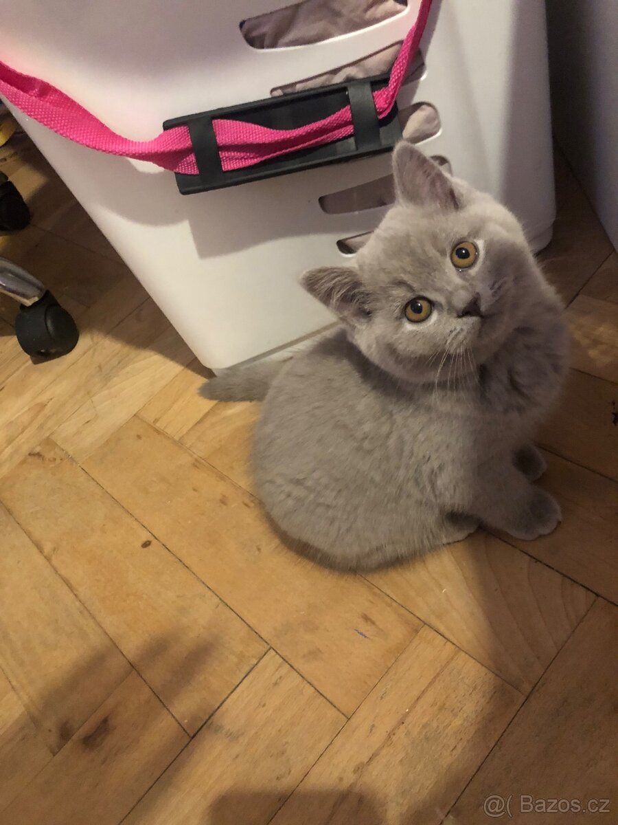 Britská koťata lila – bez PP - 7