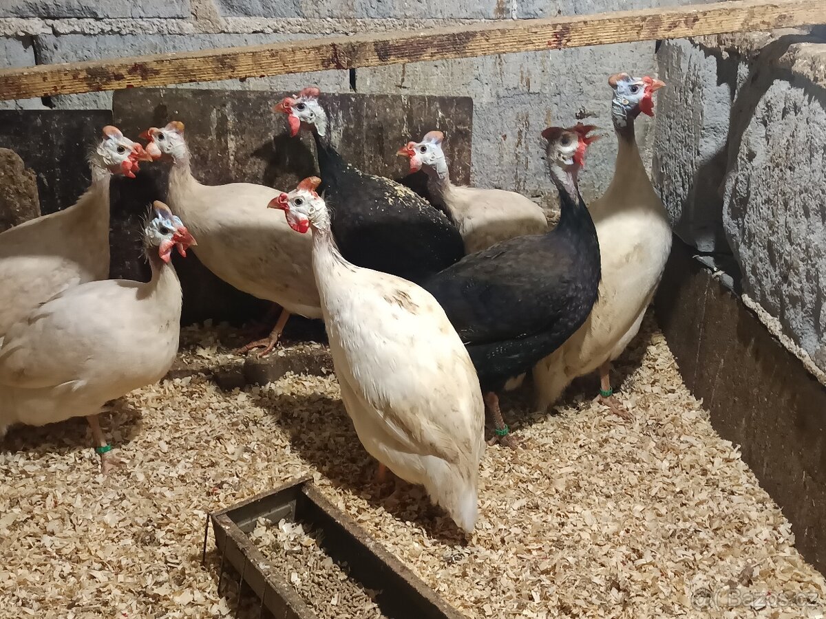 Perličky bílé a fialové - 7