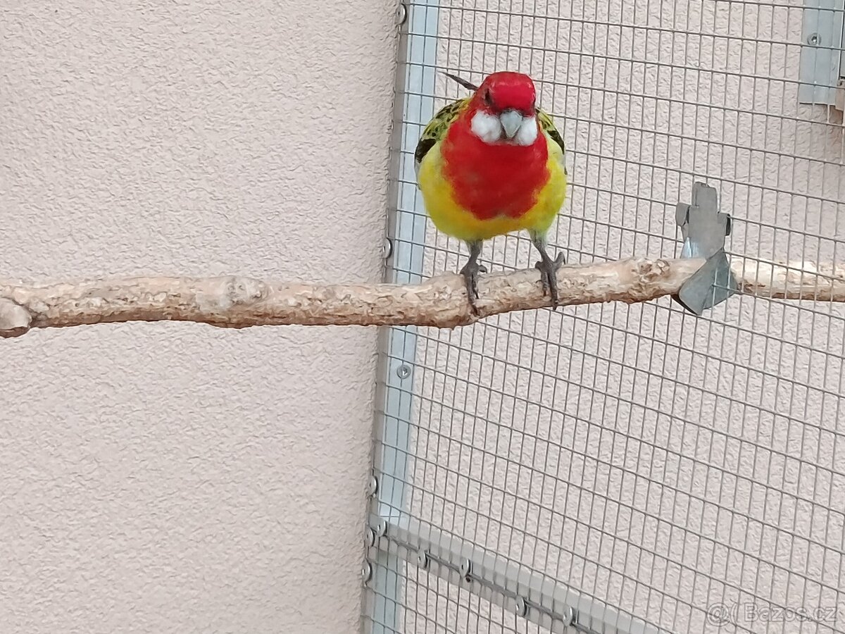 Prodám rosela pestrá nádherná - 7