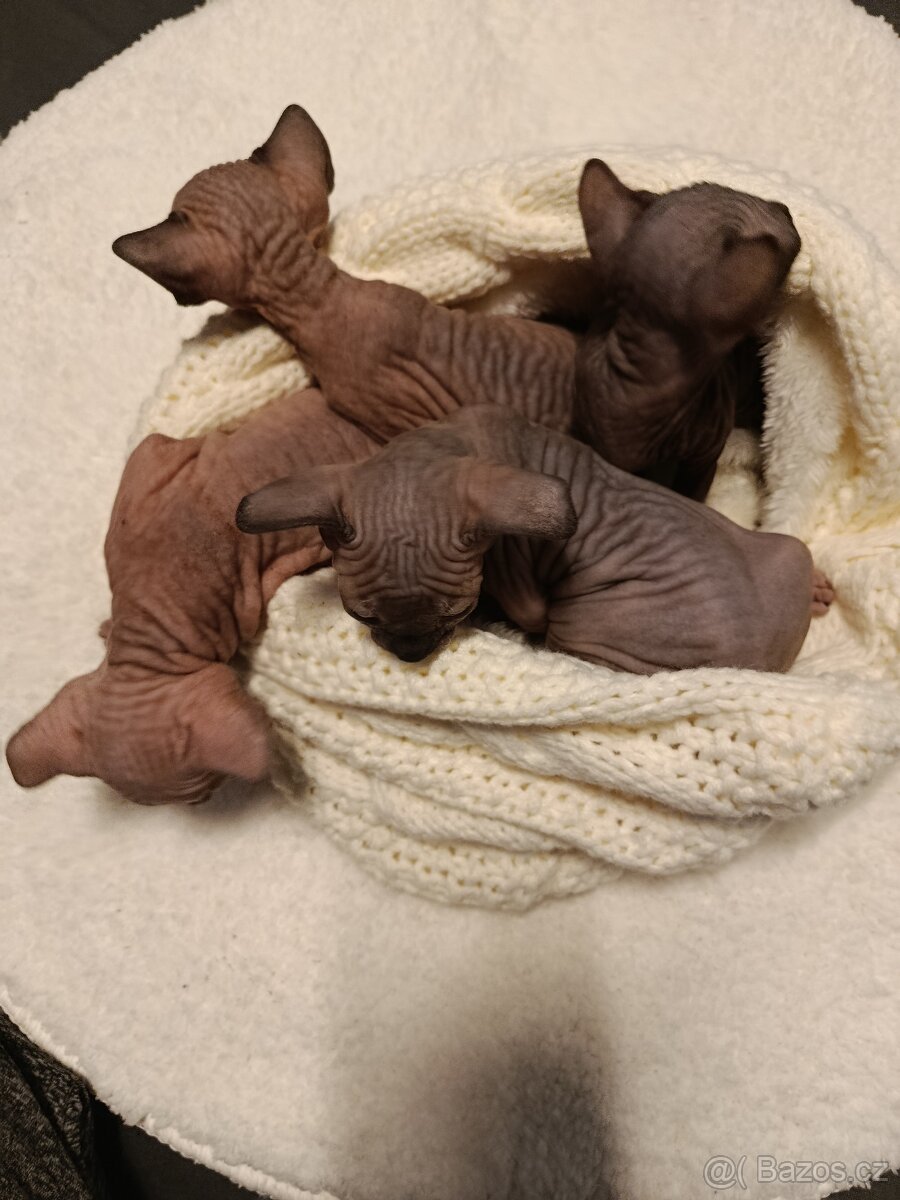 Kanadský sphynx - 7