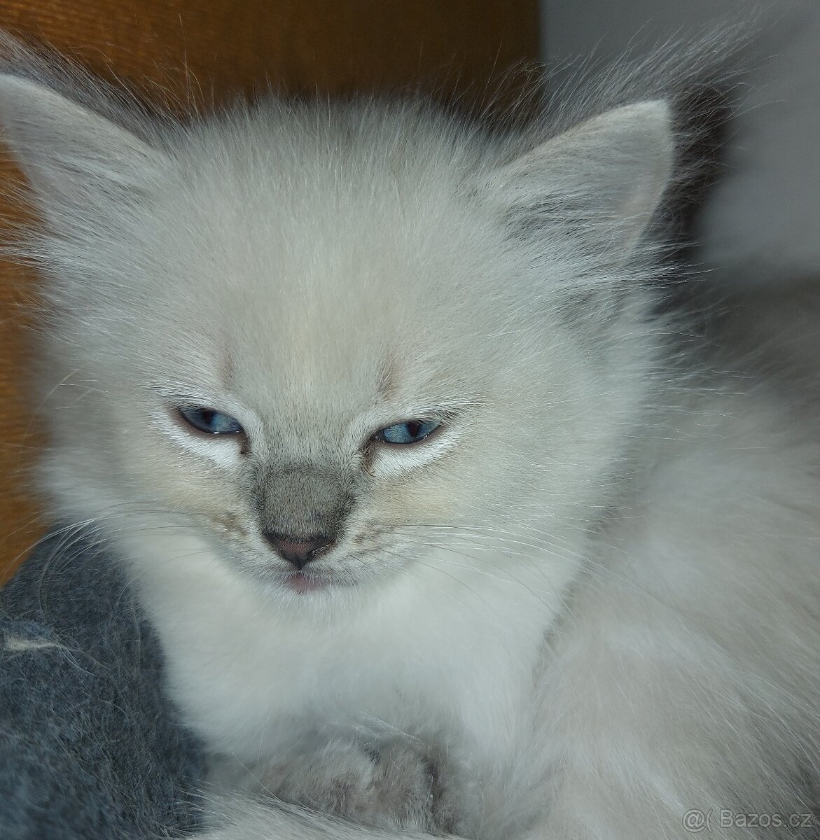 Maciatka ragdoll na odber - 7