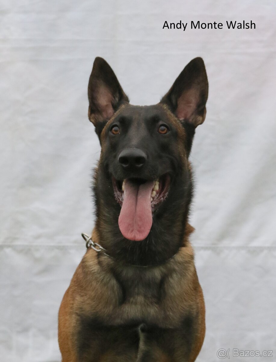 Belgický ovčák MALINOIS s PP - 7