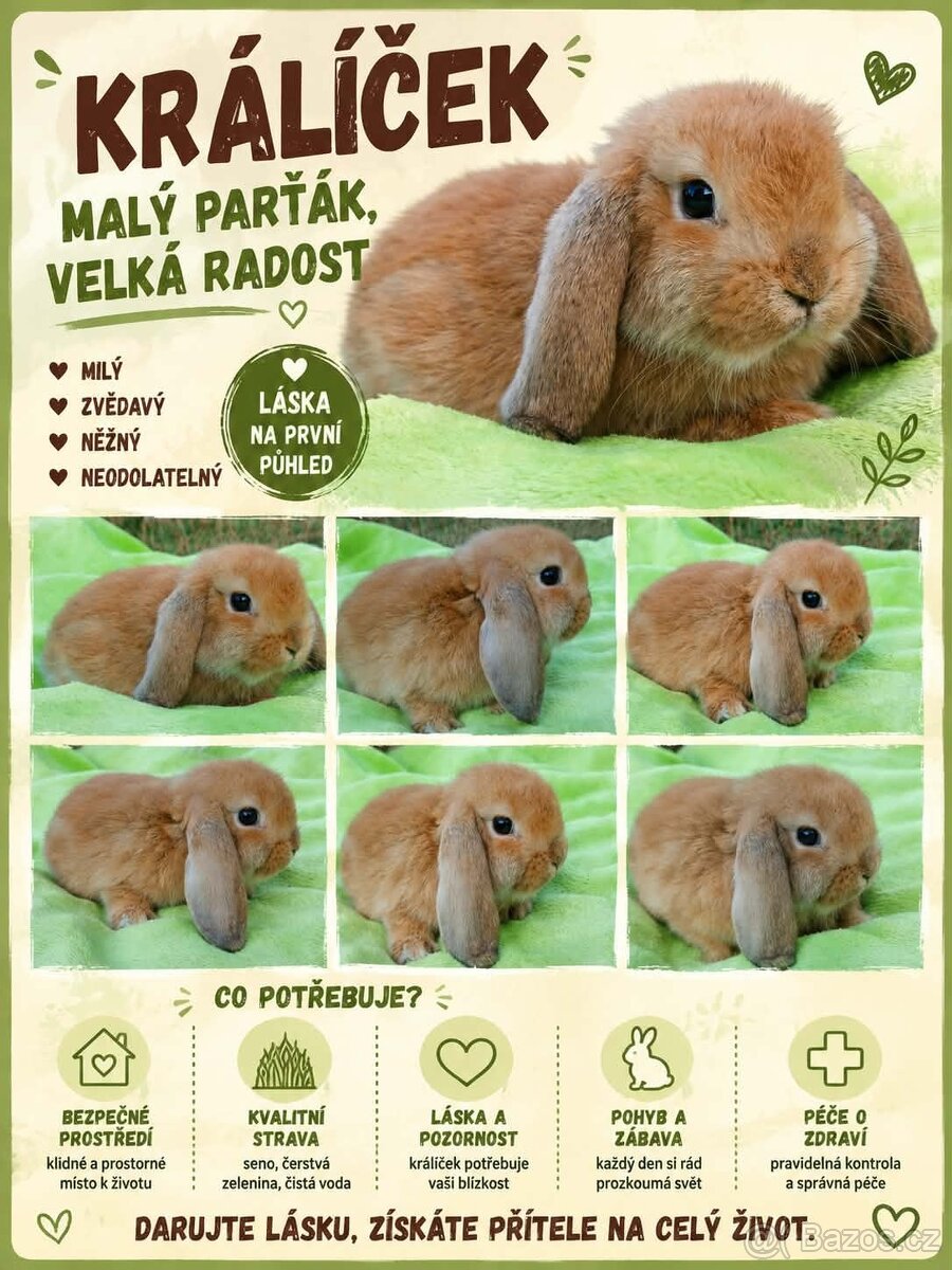 MiniLop Sameček - Pomeranč - 7