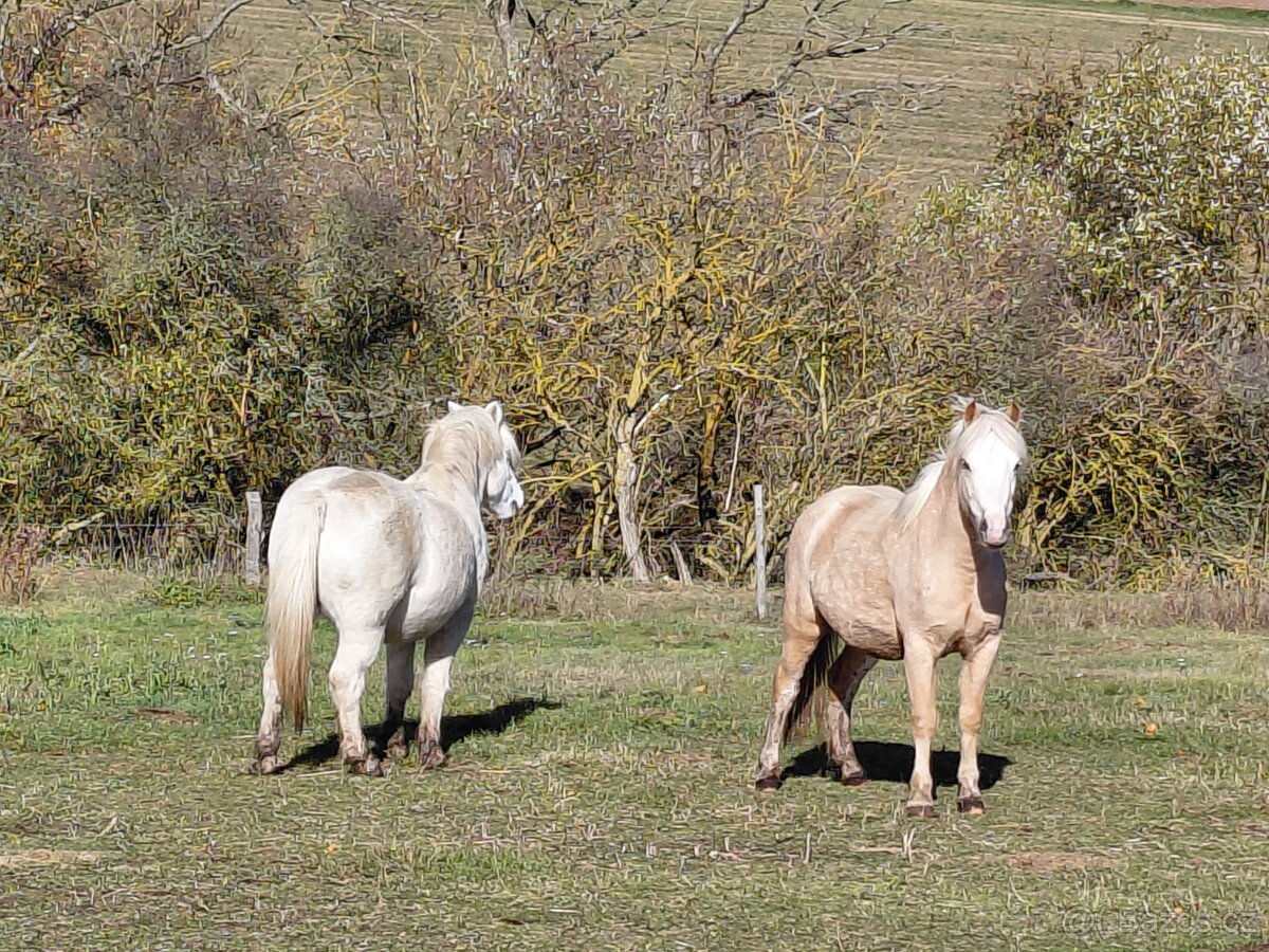 Welsh mountain pony, sekce A - 7