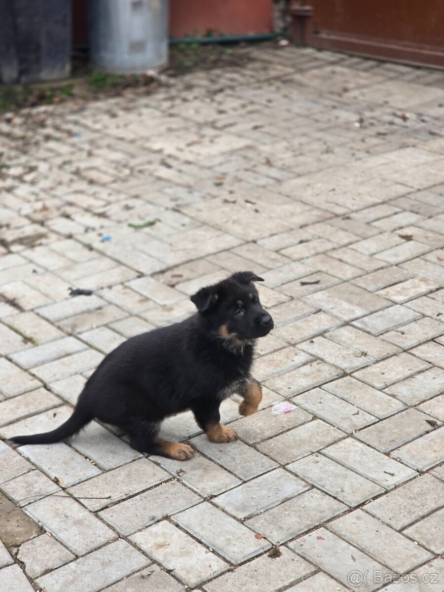 nemecký ovčak - 7