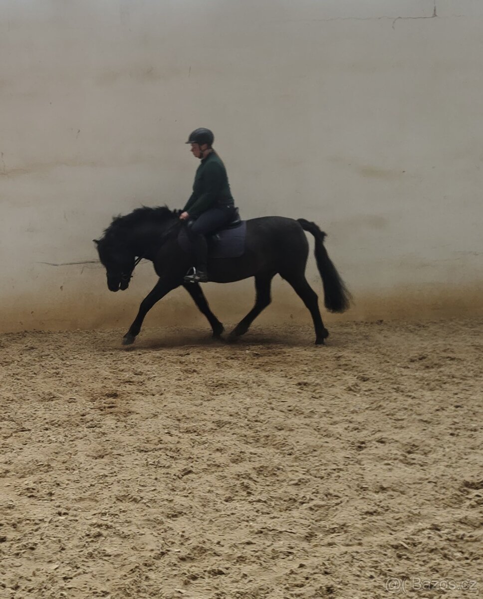 Huculský hřebec - 7