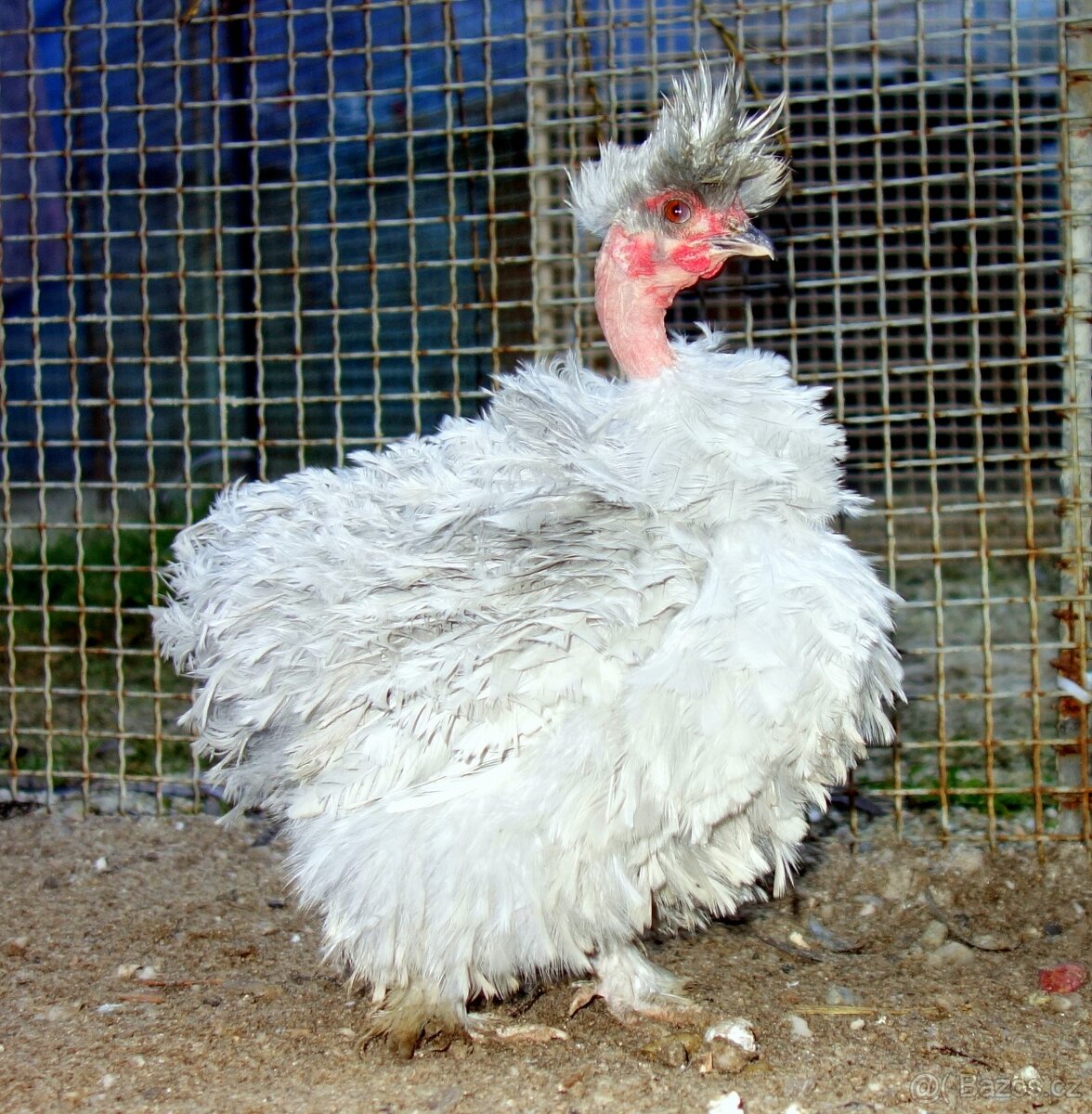 Hedvábnička USA - holokrčka - 7