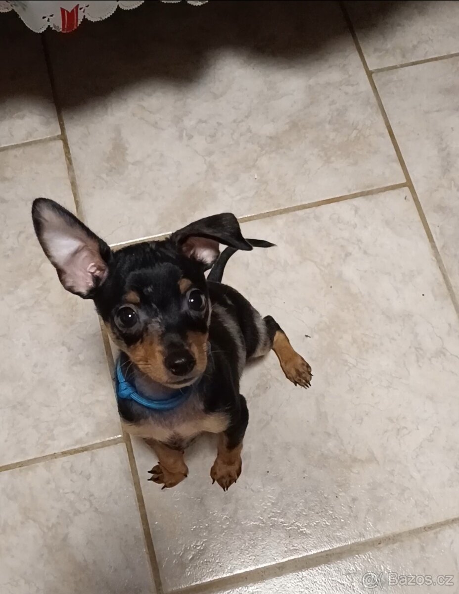 Trpasličí pinč bez PP - 7