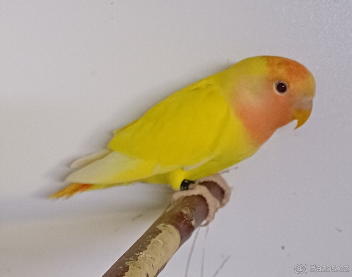 Prodám agapornise. - 7