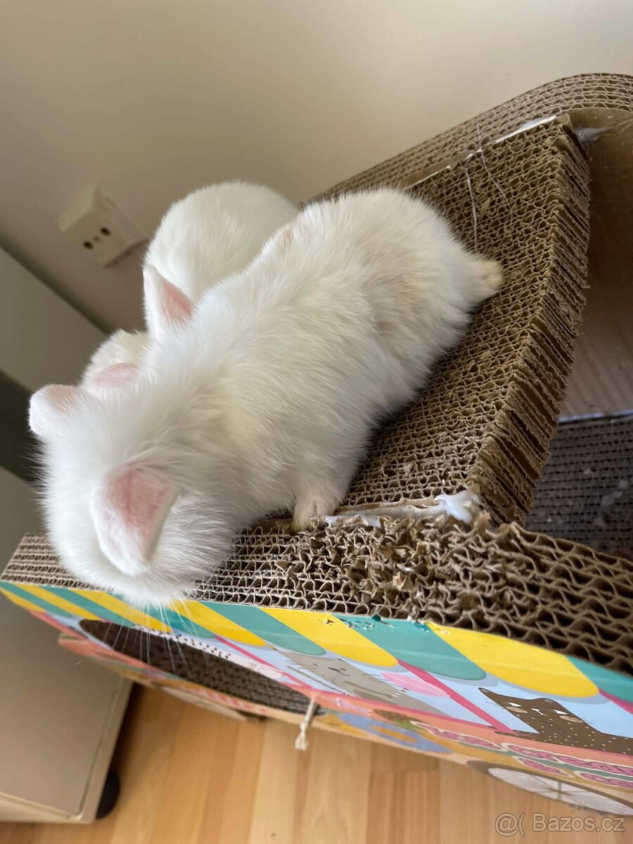 Králičci k rezervaci - 7