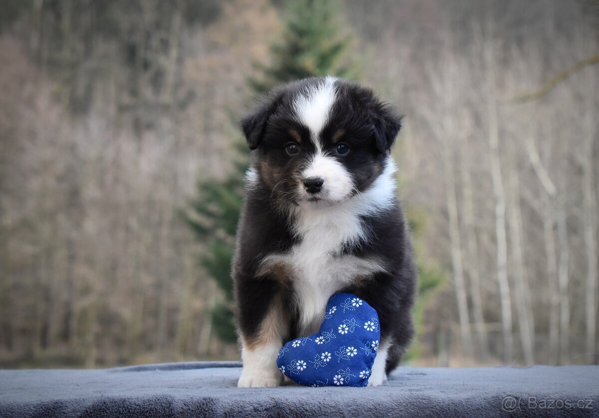 Australský ovčák s PP - 7