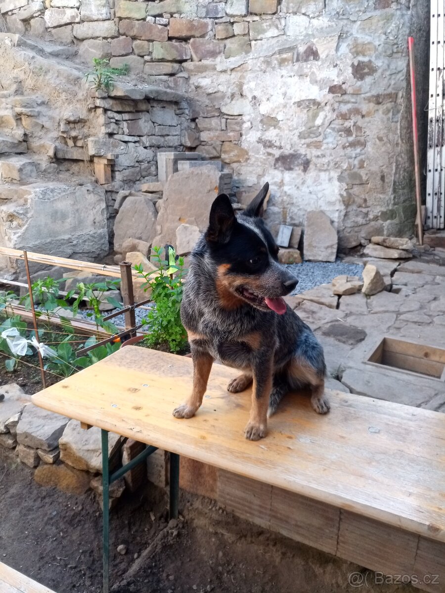 Australský honácký pes - 7