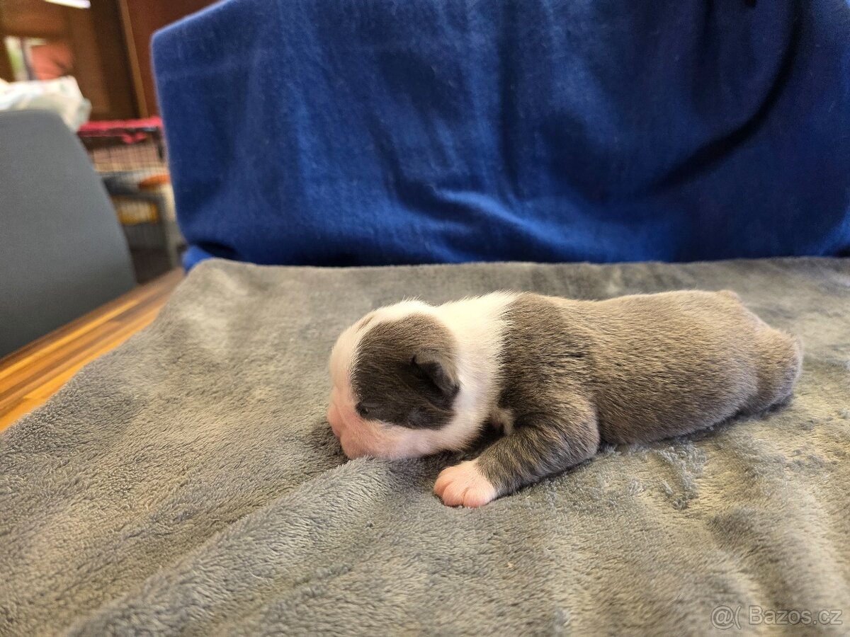 Bostonský teriér color red - 7