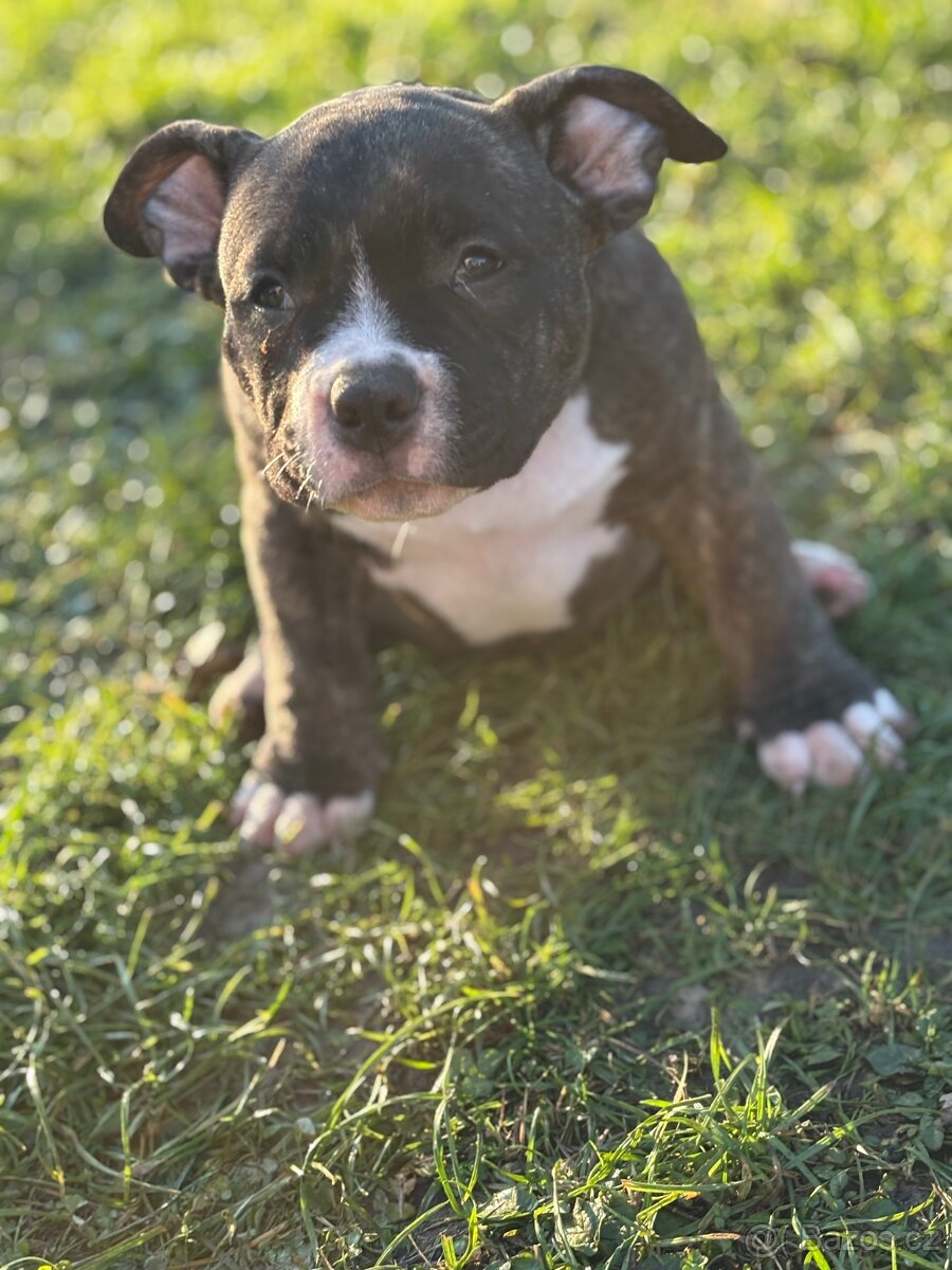 American Bully pocket - 7