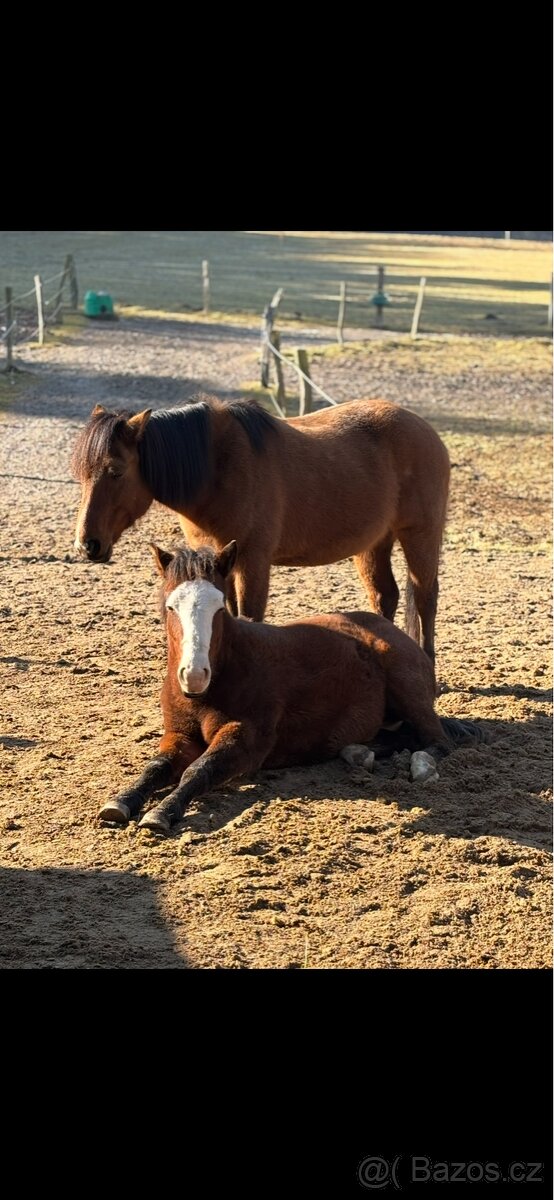 Kobylka 1,5 roku Appa x kříženec - 7