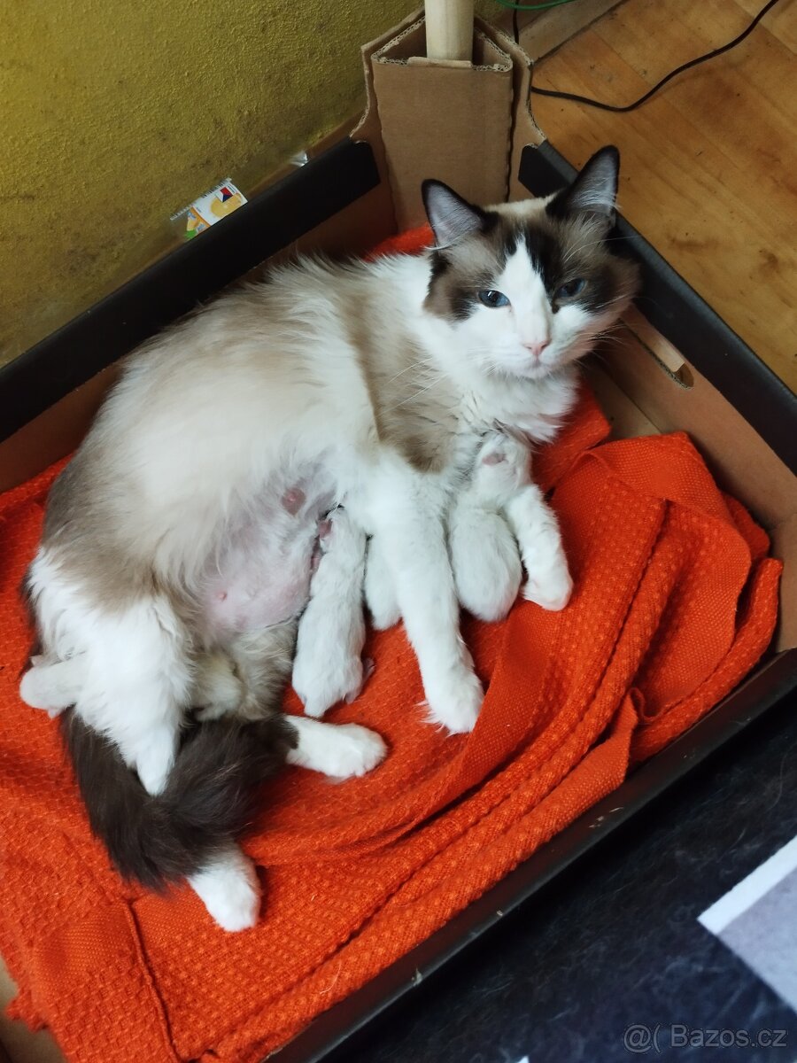 Prodej koťátek radgol - 7